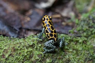 Poison dart frogs kaufen und verkaufen Photo: 0,2  R.Imitator ,,Tarapoto,,