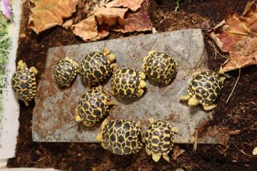 Tortoises kaufen und verkaufen Photo: Geochelone platynota: burmese star tortoises