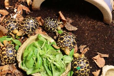 Tortoises kaufen und verkaufen Photo: Geochelone platynota: burmese star tortoises