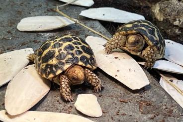 Landschildkröten kaufen und verkaufen Foto: Geochelone platynota: burmese star tortoises