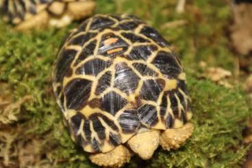 Turtles and Tortoises kaufen und verkaufen Photo: 0,0,6 Burmese star tortoises. Geochelone platynota. 