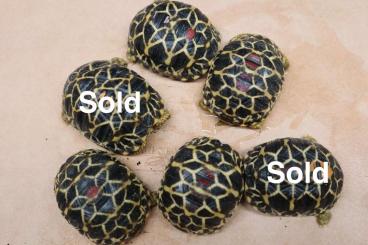 Tortoises kaufen und verkaufen Photo: Geochelone platynota. Burmese Star Tortoise Tortoises kaufen und verkaufen Photo: Geochelone platynota. Burmese Star Tortoise