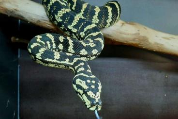 Pythons kaufen und verkaufen Photo: 1,0 Morelia spilota cheynei 