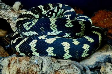 Pythons kaufen und verkaufen Photo: 1,0 Morelia spilota cheynei 