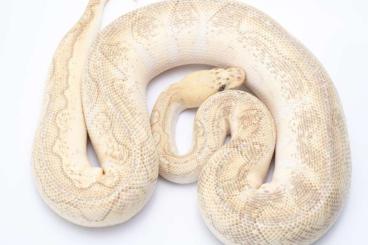 Ball Pythons kaufen und verkaufen Photo: Wunderbare Zuchtbuben abzugeben 