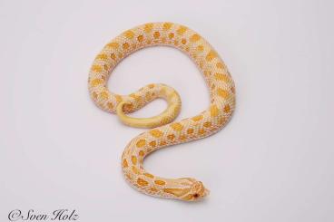 Snakes kaufen und verkaufen Photo: Biete Heterodon nasicus Nachzuchten Snakes kaufen und verkaufen Photo: Biete Heterodon nasicus Nachzuchten