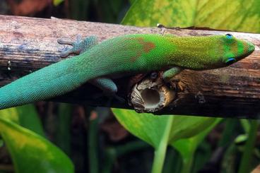 Geckos kaufen und verkaufen Photo: Phelsuma laticauda angularis