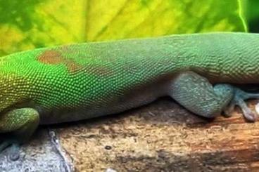 Geckos kaufen und verkaufen Foto: Phelsuma laticauda angularis for Prag and Hamm