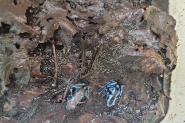 Poison dart frogs kaufen und verkaufen Photo: leucomelas.auratus Hamm 14.9