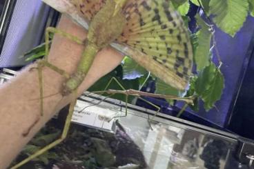 Insects kaufen und verkaufen Photo: Phasma gigas jailolo Riesenstabschrecke frisch adulte Paare Insects kaufen und verkaufen Photo: Phasma gigas jailolo Riesenstabschrecke frisch adulte Paare