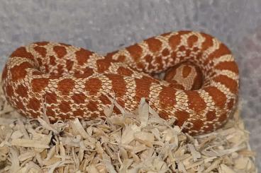 Nattern ungiftige  kaufen und verkaufen Foto: Heterodon nasicus | Hakennasennatter CB 2024