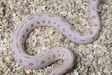 Colubrids kaufen und verkaufen Photo: Heterodon nasicus | Hakennasennatter | Hognose Colubrids kaufen und verkaufen Photo: Heterodon nasicus | Hakennasennatter | Hognose