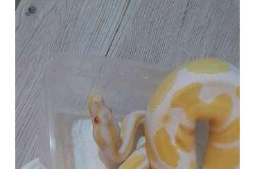Snakes kaufen und verkaufen Photo: 1.1 Dh albino pied Königspython (0.1 albino)
