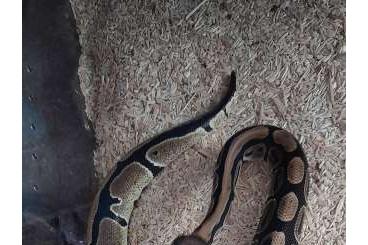 Schlangen kaufen und verkaufen Foto: Königspython albino Pied, albino het. Pied 