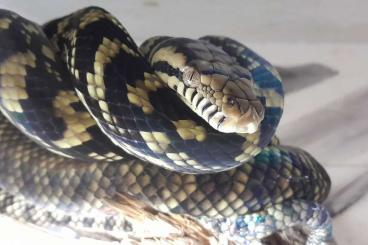 Snakes kaufen und verkaufen Photo: 2.1 Simalia amethistina Amethistpython Königspythons 