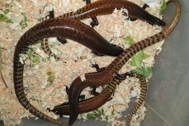 Lizards kaufen und verkaufen Photo: Terraristika Hamm 14.9.2024 !!!