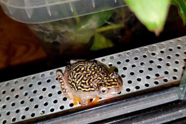 frogs kaufen und verkaufen Photo: Letze Chance/Last chance Terraristika Hamm 14.9.2024 !!!