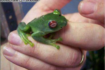 frogs kaufen und verkaufen Photo: Letzte Chance / Last chance Terraristika Hamm 14.12.2024 !!!