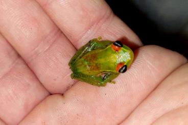 frogs kaufen und verkaufen Photo: Terraristika Hamm 8.3.2025 150 + SPECIES AVAILABLE !!!