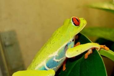 frogs kaufen und verkaufen Photo: Terraristika Hamm 8.3.2025 