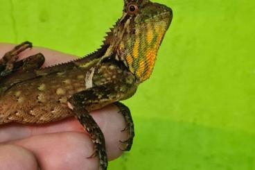 Lizards kaufen und verkaufen Photo: Terraristika Hamm 8.3.2025   180 + SPECIES AVAILABLE !!!