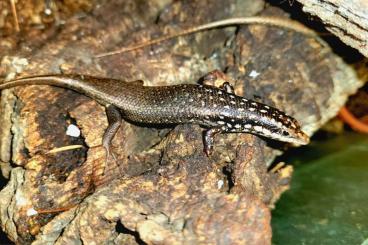 Lizards kaufen und verkaufen Photo: Terraristika Hamm 8.3.2025   180 + SPECIES AVAILABLE !!!