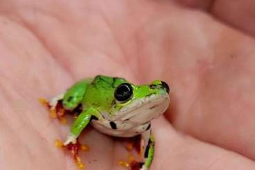 frogs kaufen und verkaufen Photo: Terraristika Hamm 8.3.2025   180 + SPECIES AVAILABLE !!!