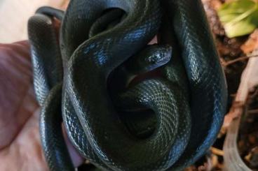 Snakes kaufen und verkaufen Photo: Terraristika Hamm 8.3.2025   180 + SPECIES AVAILABLE !!!