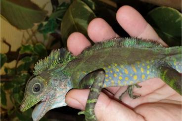 Lizards kaufen und verkaufen Photo: 150+ Arten - Echsen, Schlangen, Frösche, 