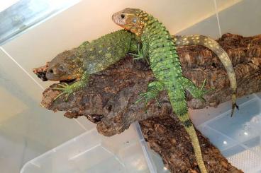 Lizards kaufen und verkaufen Photo: Reptilien Börse Hamburg den 29.Mai 