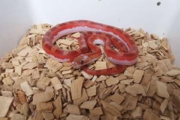 Snakes kaufen und verkaufen Photo: Alle Tiere sind RESERVIERT!