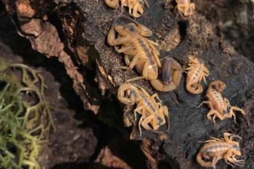 Skorpione kaufen und verkaufen Foto: Tityus stigmurus Skorpion Nachzuchten aus Gruppenhaltung i2