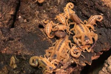 Spiders and Scorpions kaufen und verkaufen Photo: Tityus stigmurus Nachzuchten aus Gruppenhaltung