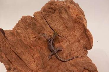 Geckos kaufen und verkaufen Photo: Underwoodisaurus, Paroedura, Gonatodes