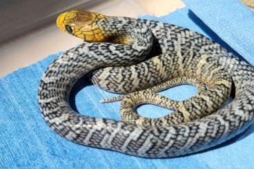 Snakes kaufen und verkaufen Photo: 1,1 Yellow Tail Cribos NZ 06/24 Surinam 