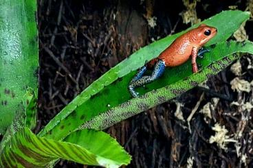 Frösche kaufen und verkaufen Photo: 1,0 Oophaga pumilio Almirante, Erdbeerfröschchen Frösche kaufen und verkaufen Photo: 1,0 Oophaga pumilio Almirante, Erdbeerfröschchen