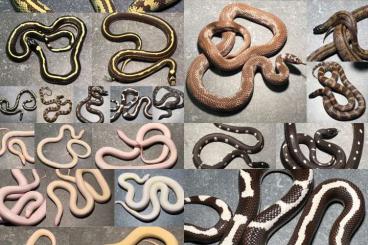 Schlangen kaufen und verkaufen Foto: Kingsnakes - lots available 