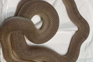 Snakes kaufen und verkaufen Photo: Pituophis.m.mugitus - patternless Het Leucistic 