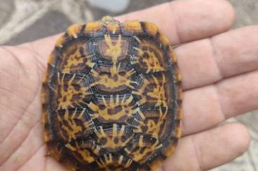 Turtles and Tortoises kaufen und verkaufen Photo: Malacochersus tornieri CB