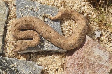 Venomous snakes kaufen und verkaufen Photo: Biete für Hamm im September 24