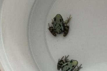 Poison dart frogs kaufen und verkaufen Photo: Epipedobates anthonyi "Tierra Alta"