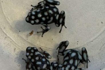 Poison dart frogs kaufen und verkaufen Photo: Excidobates mysteriosus Nachzuchten