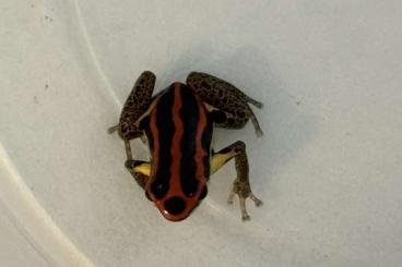 Poison dart frogs kaufen und verkaufen Photo: Ranitomeya uakarii Nachzuchten