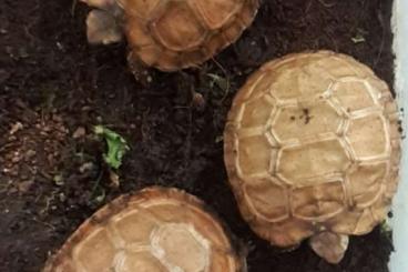 Tortoises kaufen und verkaufen Photo: Kinixys nogueyi NZ 5/22, 10/22