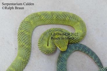 Giftschlangen kaufen und verkaufen Foto: Serpentarium Calden gibt ab: