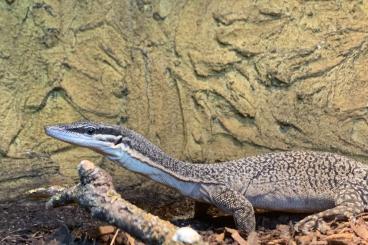 Warane kaufen und verkaufen Foto: Serpentarium Calden gibt ab: