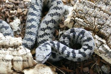 Venomous snakes kaufen und verkaufen Photo: Serpentarium Calden gibt ab: