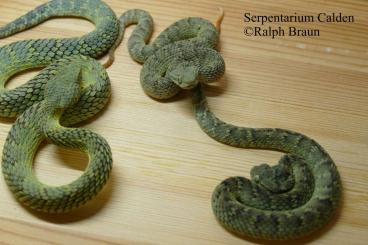 Venomous snakes kaufen und verkaufen Photo: Serpentarium Calden gibt ab: