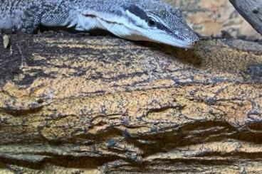 Monitor lizards kaufen und verkaufen Photo: Serpentarium-Calden gibt ab: