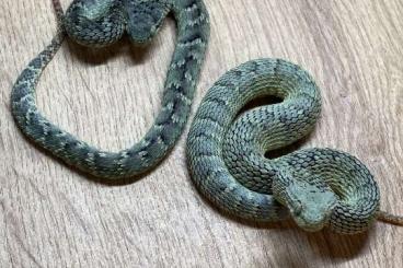 Venomous snakes kaufen und verkaufen Photo: Serpentarium-Calden gibt ab: